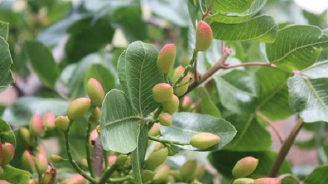 Φιστικιά ψύλλα