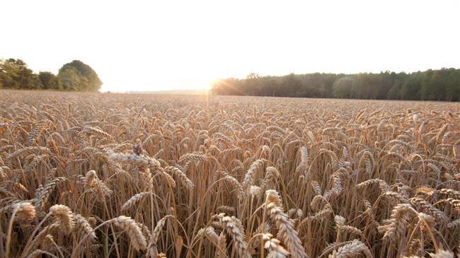 Η Bayer απειλεί να σταματήσει τις προμήθειες καλλιεργειών στη Ρωσία λόγω της εισβολής στην Ουκρανία