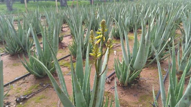 Αλόη: Ευρωπαϊκή αγορά και ελληνική παραγωγή