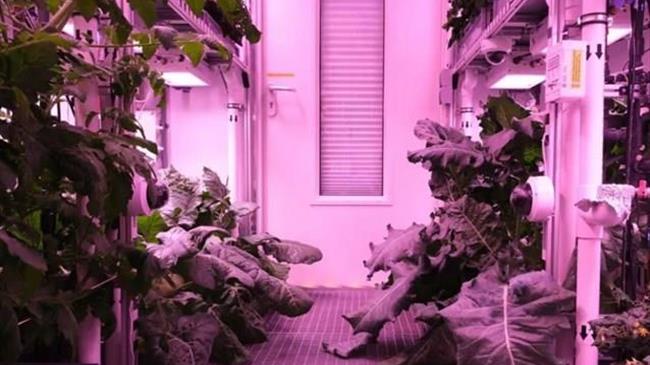 Πετυχημένη καλλιέργεια λαχανικών στην Ανταρκτική