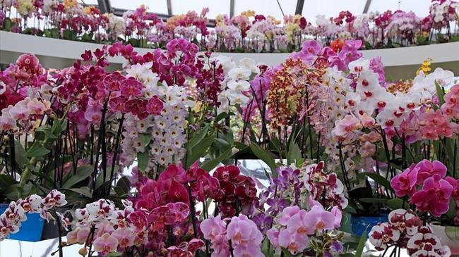 Άνοιξε της πύλες της η 67η Ανθοκομική Έκθεση της Κηφισιάς