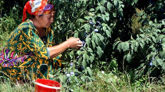 Science, technology and innovation are crucial to efforts aimed at transforming agri-food systems