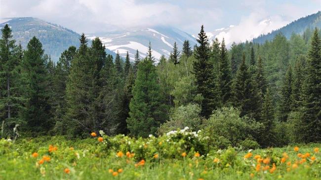 ΕΕ: Τέσσερις χώρες στη «μαύρη λίστα» βάσει του νόμου για την αποψίλωση των δασών