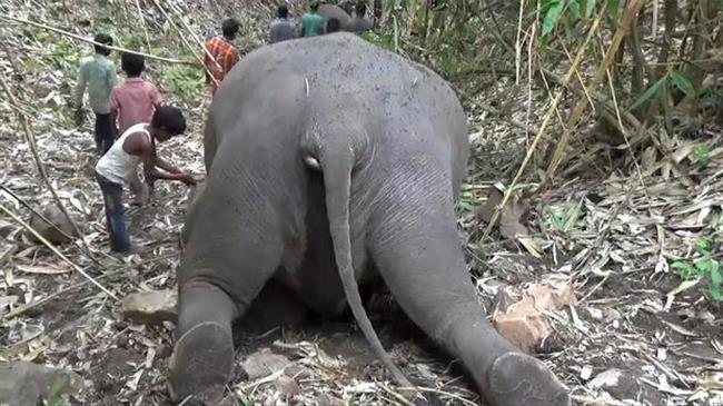 Ινδία: Κεραυνοί πιθανόν να προκάλεσαν τον θάνατο 18 άγριων ελεφάντων