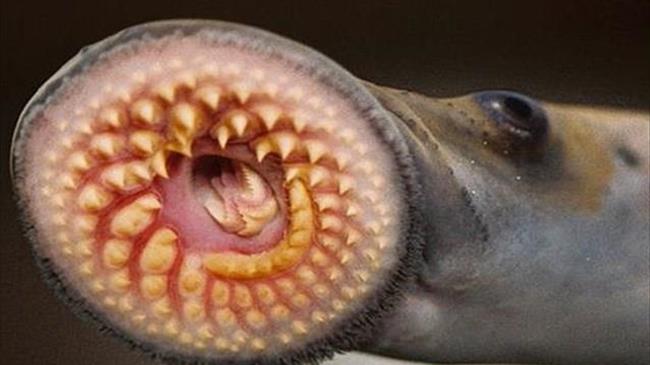 Πανάρχαιο ψάρι ίσως «θεραπεύσει» εξαρτήσεις, άγχος και κατάθλιψη στον άνθρωπο