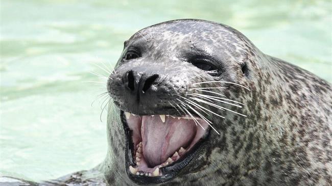 Αλόννησος: Στο νοσοκομείο του Βόλου τουρίστρια μετά από δάγκωμα φώκιας