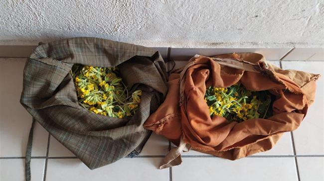 Σύλληψη δυο αλλοδαπών για παράνομη συλλογή αρωματικών φυτών στην Καστοριά