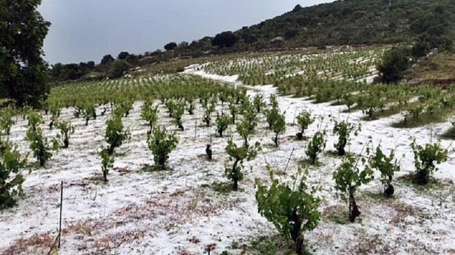 Ζημιές στην καλλιέργεια της ρομπόλας στην Κεφαλονιά από την ισχυρή χαλαζόπτωση