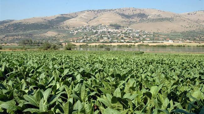 Σύσταση Ομάδας Εργασίας για τη μελέτη της επίδρασης των ακραίων καιρικών φαινομένων στα καπνά της Ροδόπης