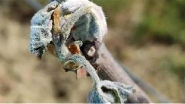 Μετά τον καταστροφικό παγετό η παραγωγή κρασιού στη Γαλλία εκτιμάται σε 32 εκατομμύρια hl