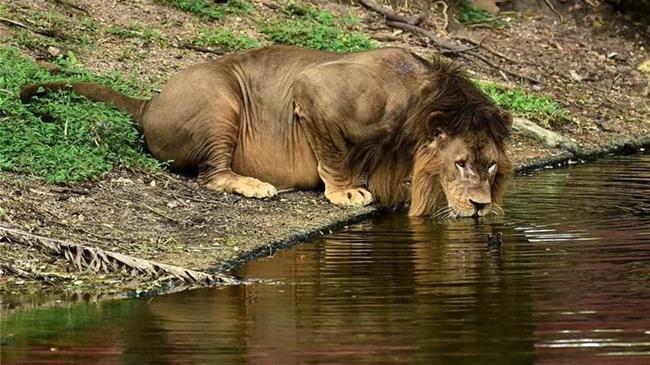 Θετικά στον κορονοϊό οκτώ λιοντάρια σε ζωολογικό κήπο στην Ινδία