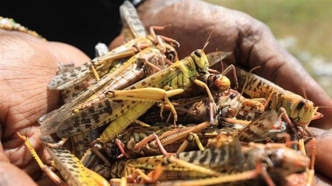 A high-tech response is helping countries win battle against Desert Locusts