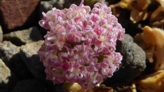 Σύμπραξη κτηνοτρόφων και επιστημόνων για τη διατήρηση σπάνιων φυτών της Κρήτης