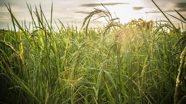 Η Ταϊλάνδη μειώνει τις εξαγωγές ρυζιού λόγω εντεινόμενου παγκόσμιου ανταγωνισμού