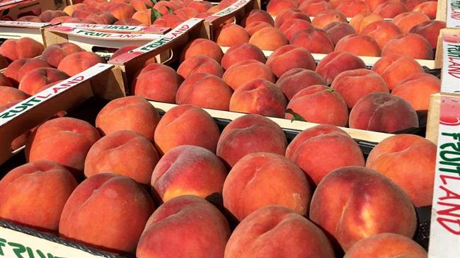 Εξαγωγές φρούτων: Οι χαμένοι και οι κερδισμένοι της σεζόν