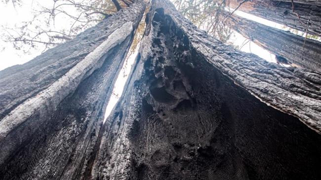 ΗΠΑ: Ένα γιγάντιο δέντρο σεκόγια εξακολουθεί να καίγεται από το καλοκαίρι του 2020