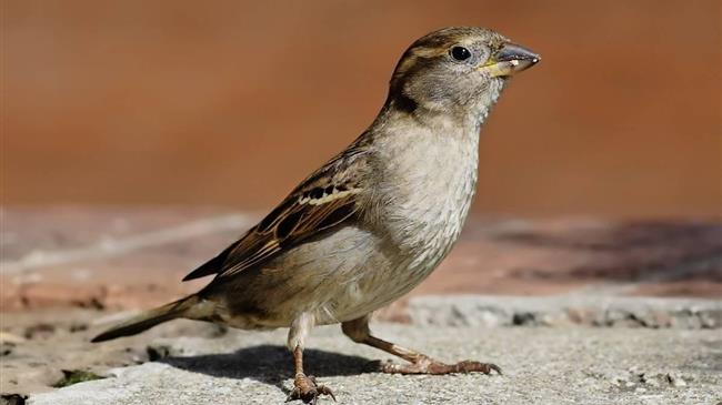 Υπάρχουν περίπου 50 δισ. πουλιά στη Γη και τα σπουργίτια είναι το πολυπληθέστερο είδος