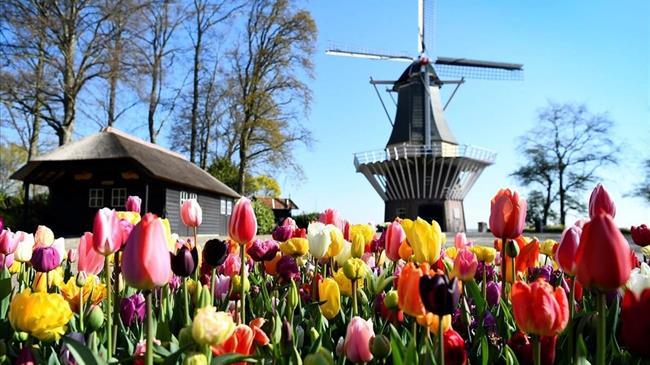 Υπαίθριο μουσείο με πολύχρωμες τουλίπες