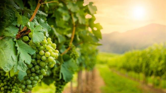 Από τις 24 Σεπτεμβρίου ώς τις 3 Οκτωβρίου το Φεστιβάλ Τρύγου Νάουσας