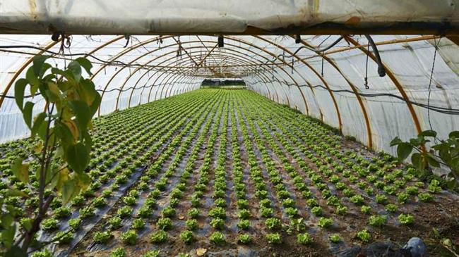 Θεσσαλονίκη: Ψηφιακό «παράθυρο» για αγορές απευθείας από το... χωράφι «ανοίγουν» πέντε φοιτητές