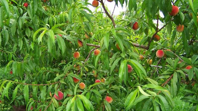 Καταιγίδες και χαλαζοπτώσεις: "Η οργή της φύσης ξέσπασε στις ροδακινιές