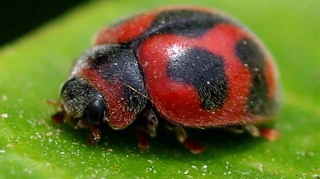 Rodolia cardinalis, ως εργαλείο βιολογικής καταπολέμησης
