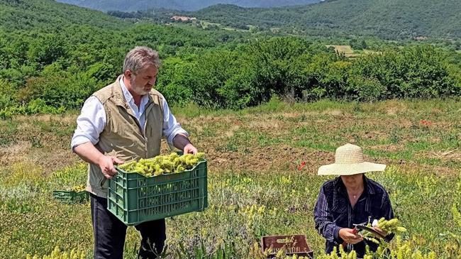 Ξεκίνησε και φέτος η συγκομιδή του εξαιρετικού "Τσάι Ολύμπου" στην Πιερία