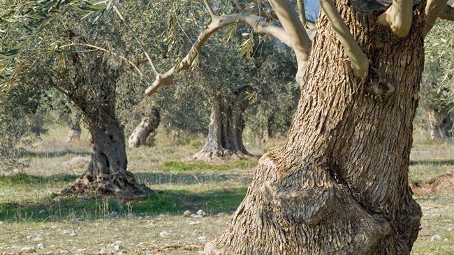 Για την ζημιά των ελαιοπαραγωγών έχουν μεγάλη ευθύνη οι Μητσοτάκης και Λιβανός