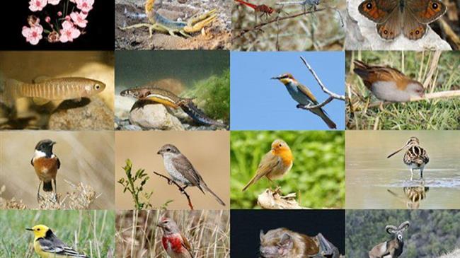 Η βιοποικιλότητα σε είδη ζώων στην Ελλάδα