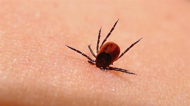 Kρούσματα Κροτωνογενούς εγκεφαλίτιδας