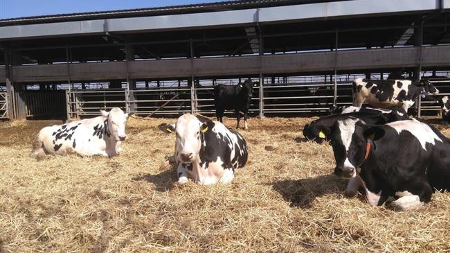 Ολλανδία:  – Η κτηνοτροφία στο «στόχαστρο» για την ανάσχεση του φαινομένου του θερμοκηπίου