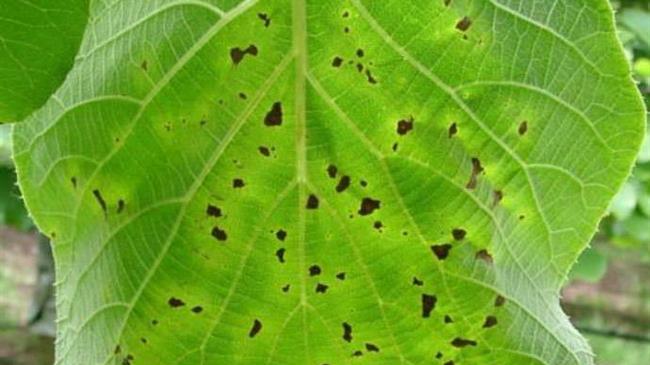 Ακτινίδια: Δεν έχουν προσβληθεί οι καλλιέργειες της Αιτωλοακαρνανίας από «Βακτηριακό έλκος»