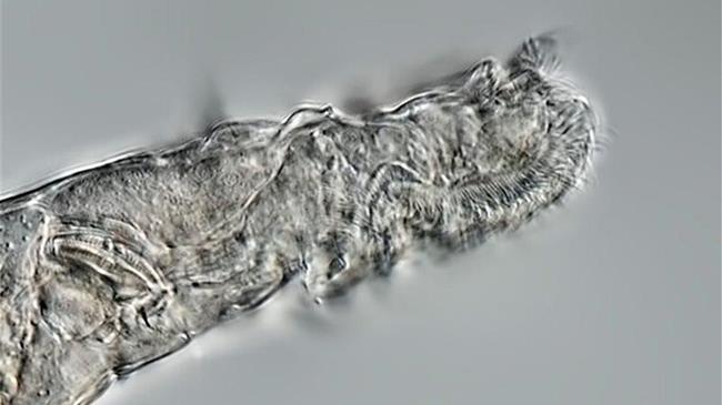 Ένα μικροσκοπικό ζώο "αναστήθηκε" αφού άντεξε επί 24.000 χρόνια σε συνθήκες "κατάψυξης" στη Σιβηρία