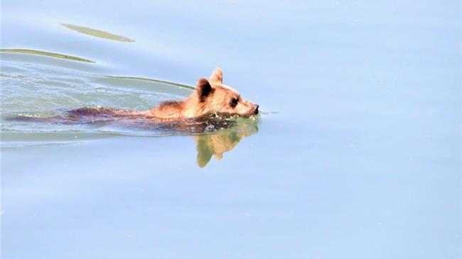Καστοριά: Η ζέστη της.. αρκούδας!