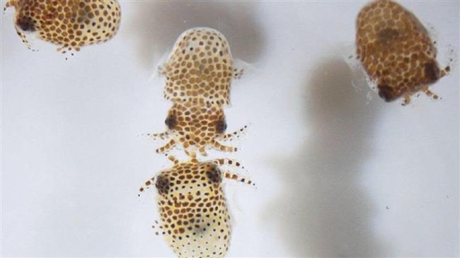 Αποστολή στη NASA: Γιατί μεταφέρθηκαν 100 μωρά καλαμάρια στο διάστημα;