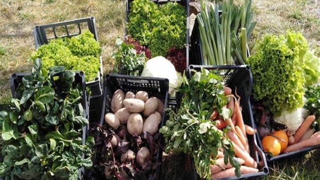 Θεσσαλονίκη: Εργασιακή επανένταξη για απεξαρτημένους μέσα από ένα κοφίνι με λαχανικά!