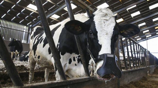 Η Γερμανία αυστηροποιεί τους κανόνες για τις μεταφορές ζώων και ζητά να ακολουθήσει το παράδειγμά της όλη η ΕΕ