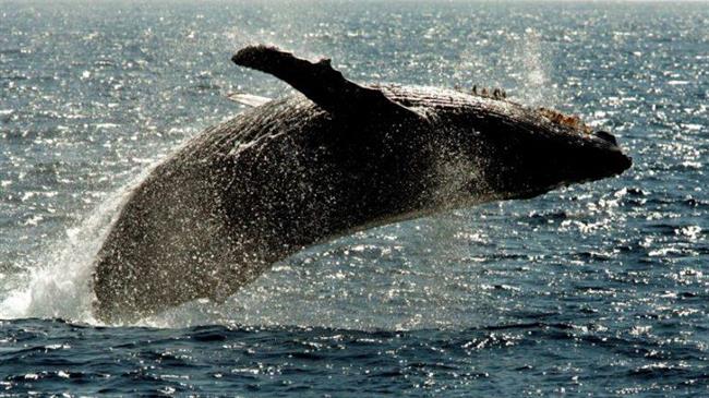 Η απίθανη ιστορία του ψαρά που τον κατάπιε φάλαινα αλλά γλίτωσε