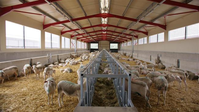 Κτηνοτροφικές εγκαταστάσεις: Υποχρεωτική απογραφή στο OpenBusiness