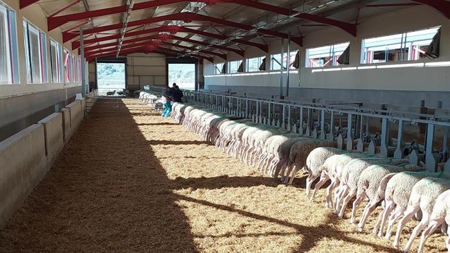 Σε δημόσια διαβούλευση το νομοσχέδιο για τις κτηνοτροφικές εγκαταστάσεις