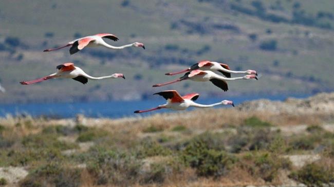 Μυτιλήνη: Πρωινές εξορμήσεις παρατήρησης πουλιών