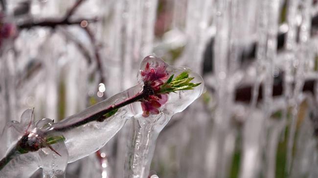 Πληρωμή του προανθικού σταδίου για πρώτη φορά, στους αγρότες που επλήγησαν από τον παγετό