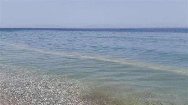 Πλαγκτόν και βλέννα πλήττουν αλιείς