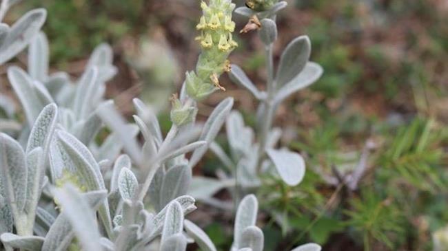 «Ανάδειξη του φυτικού πλούτου και ενίσχυση της γεωργικής παραγωγής και της μεταποίησης μέσω της επιστημονικής έρευνας»