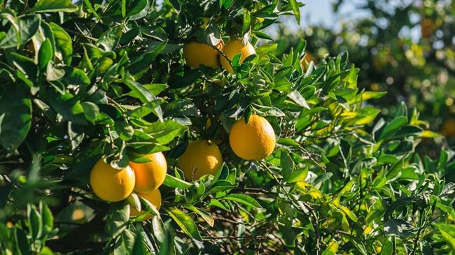 INCOFRUIT-HELLAS: Τα αγκάθια στις εξαγωγές σε φρούτα και λαχανικά