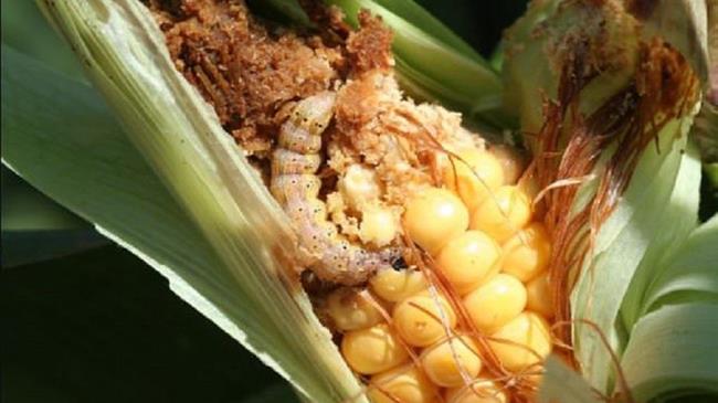 Climate change fans spread of pests and threats plants and crops, new FAO study
