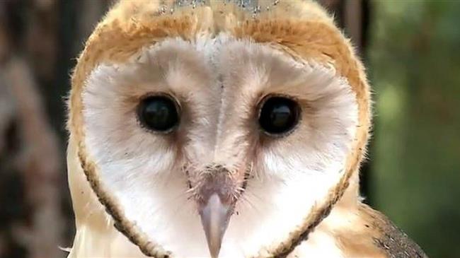 Η τυτώ κυνηγάει τρωκτικά και σώζει τις καλλιέργειες στη Θεσσαλία