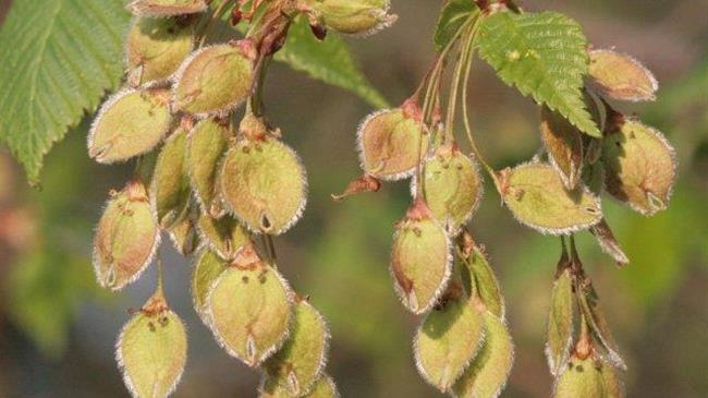 Γεροβασίλη: «Το ΥπΑΑΤ κωφεύει. Θα ληφθούν μέτρα για την αντιμετώπιση της γενικής ακαρπίας της ελιάς;»