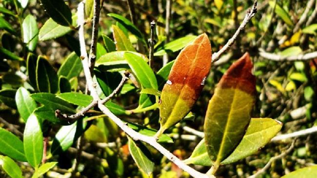 Αποτροπή της εξάπλωσης του βακτηρίου Xylella fastidiosa