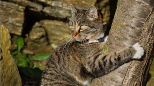 Βιοποικιλότητα: υποχρεωτική προστασία άγριας ζωής και ανθρώπων ζητά το ΕΚ